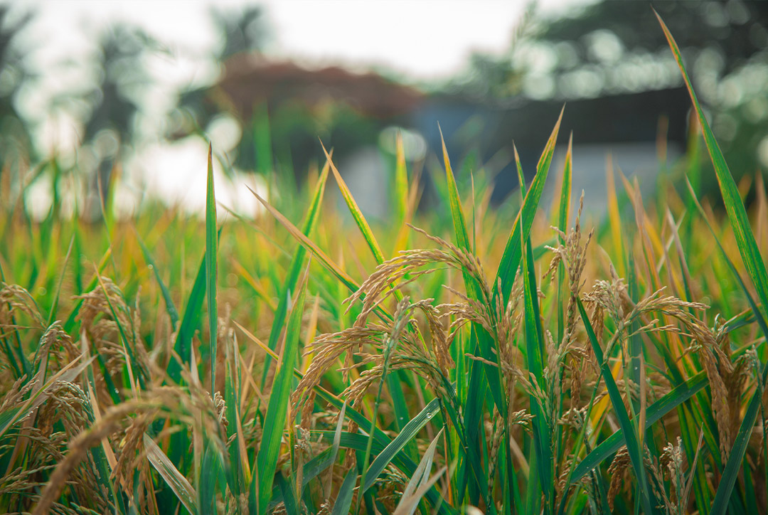 Changes before and after choosing organic rice